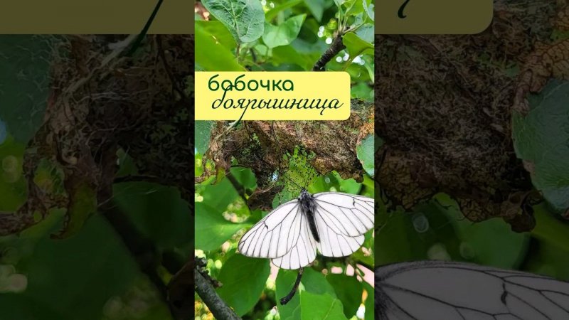 Паутина бабочки БОЯРЫШНИЦЫ
