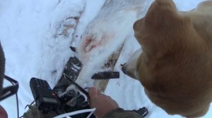 Хорошая тёплая погода красивый гон, гончаки в деле! Степь гудела до темна. Сезон 2023-2024 №194. 1 ч