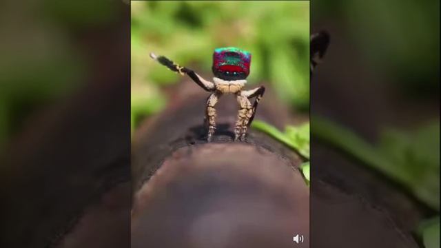 Паук-павлин танцует