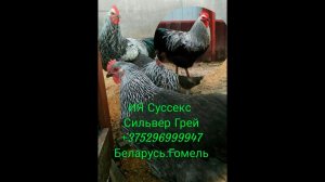 Суссекс куры редкого окраса Сильвер Грей.Германия