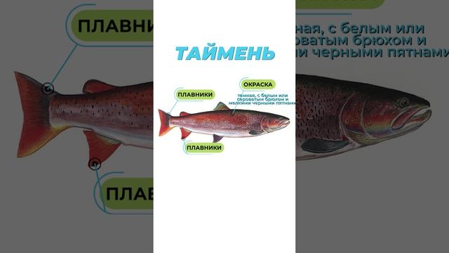 🎣 Таймень - самый ценный пресноводный трофей