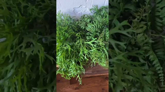 🌱Частный заказ в новую квартиру: композиция из ампельных растений в подвесном кашпо.