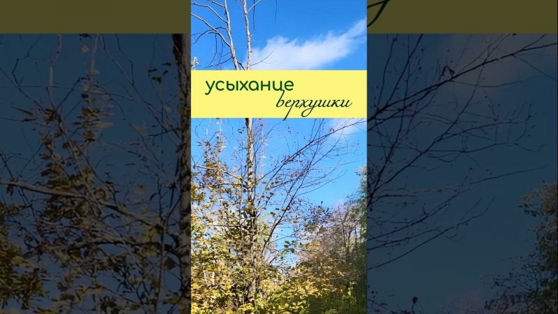 УСЫХАНИЕ макушки дерева