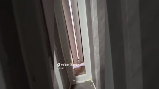 Застройшик офигек