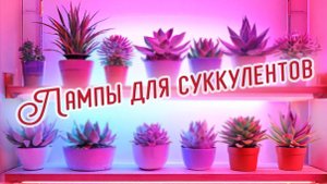 Нужны ли лампы для суккулентов?