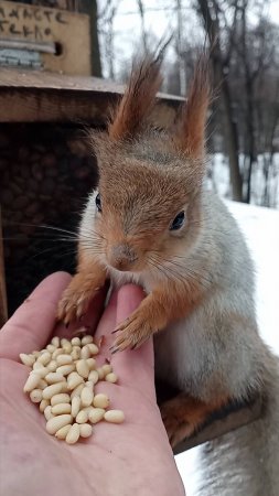 Орешки для белочки