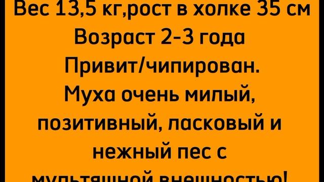 Собака ищет новый дом #3 #муха  #собакадругчеловека #собакаищетдом #ищудом #ищутебя #новыйгод #чудо