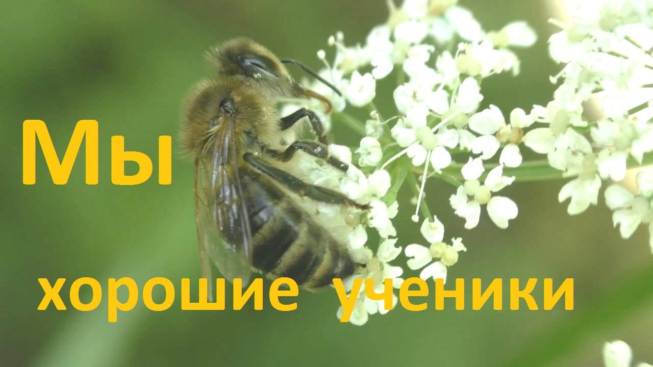 Можно ли пчел научить чему-то смотреть онлайн