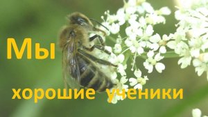 Можно ли пчел научить чему-то
