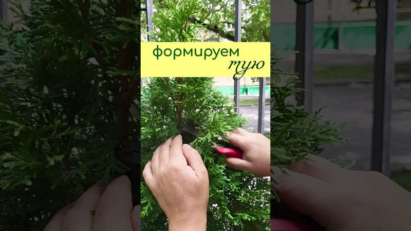 Формируем ТУЮ