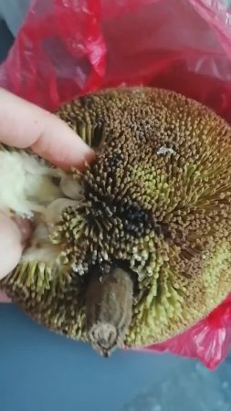 Маранг #маранг #marang #фрукт #фрукты #фрукторианство #экзотическиефрукты #сыроедение #веган #плоды