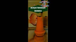 Искусственная мамка