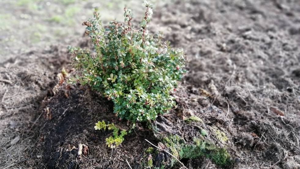 ПЕРЕСАДКА БРУСНИКИ В ПЕНЕК !!! смотреть онлайн