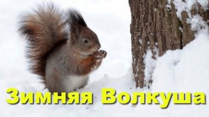 Зимняя Волкуша. Съёмки кино. Белки. Лес