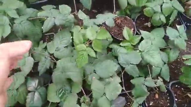 Саженцы ежевики реализация, отправка во все регионы быстро и надежно. 89289670317 смотреть онлайн