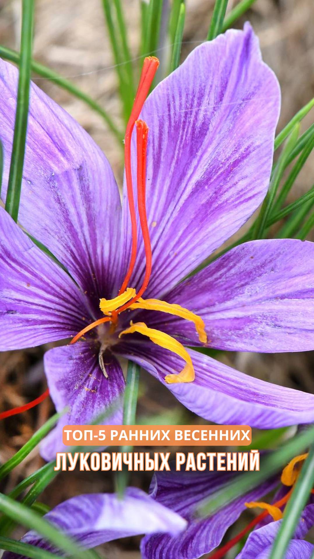 ТОП 5 ранних луковичных весенних растений смотреть онлайн