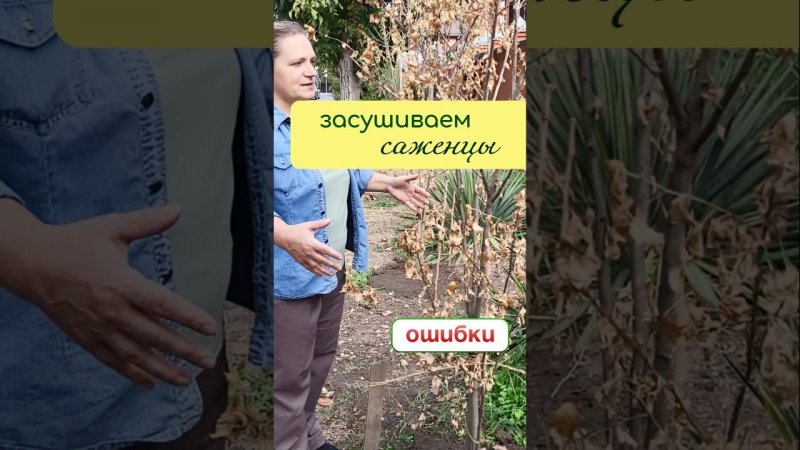 ОШИБКИ - ЗАСУШИВАЕМ саженцы