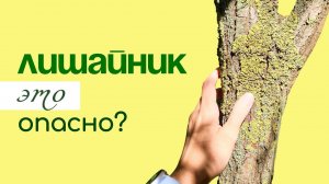 ЛИШАЙНИК на деревьях, нужно ли БОРОТЬСЯ?