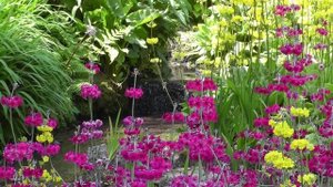 Сябры - Олеся