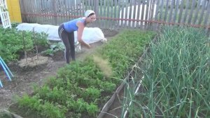 6 соток 17 июня 2020 года. Обрываю пасынки у огурцов. Формирую их в один стебель.