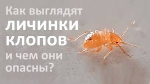 Личинки постельных клопов - самая опасная часть клоповьей популяции в квартире