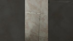 Как очистить швы на кафельной плитке