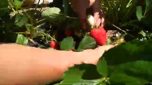 обзор клубника сорт Азия 2018 смотреть онлайн