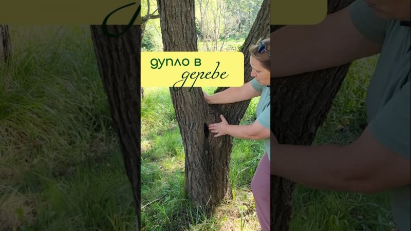ДУПЛО в дереве