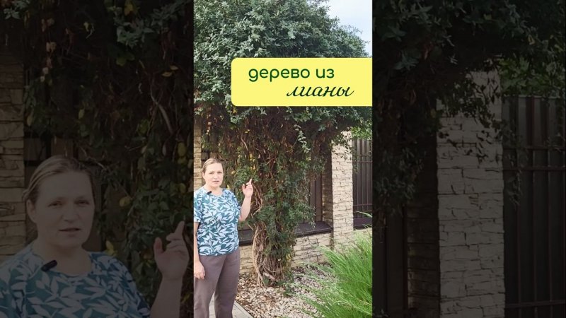 Дерево из ЛИАНЫ