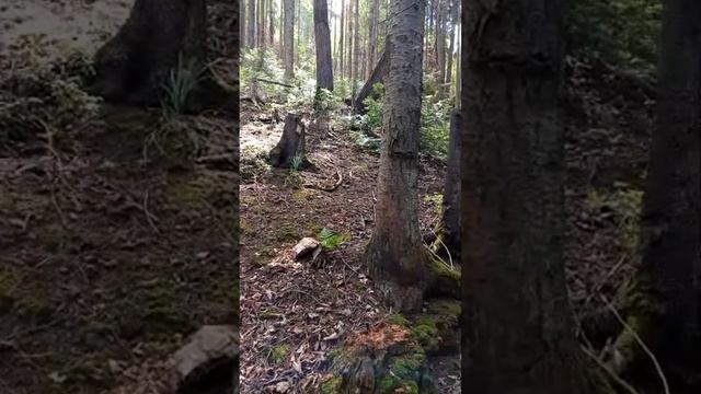Лесные гостинцы