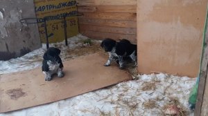 Помесь дратхаара с русской пегой гончей.