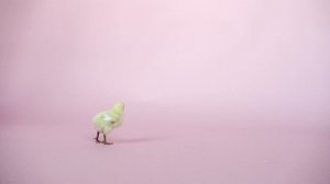 5259821-uhd_4096_2160_30fps