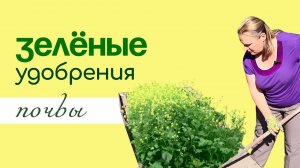 Сеем СИДЕРАТЫ – зелёные удобрения для УЛУЧШЕНИЯ ПОЧВЫ