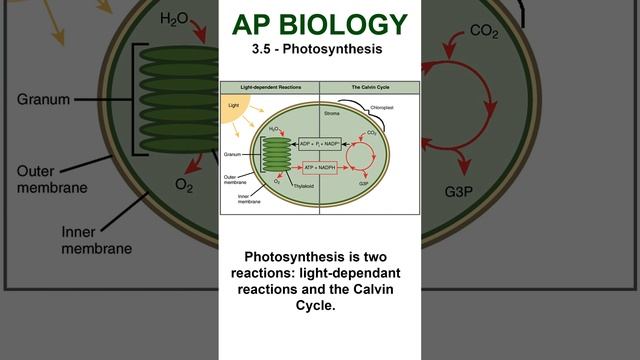 AP Bio - 3.5 Photosynthesis Overview #apbiology #cellularenergetics