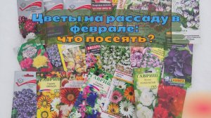 Цветы на рассаду в феврале: что посеять?🧐💐