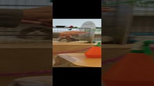 Монопородное шоу KBL/KBS 12.01.2025