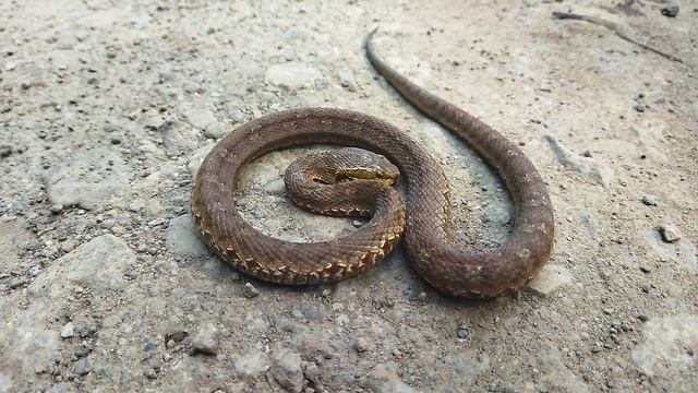 щитомордника машина переехала