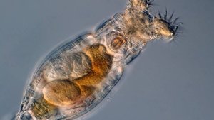 Аквариум для начинающих Мальки петушков Half moon Dambo Кормление коловраткой