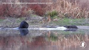 Русская выхухоль. Учет. Фотоловушки 4 К