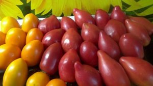 Какие сорта Томатных Гномов, кроме Десперадо, подходят раннего урожая? Ответ на вопрос зрителей.