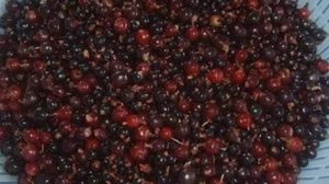 Чёрная смородина