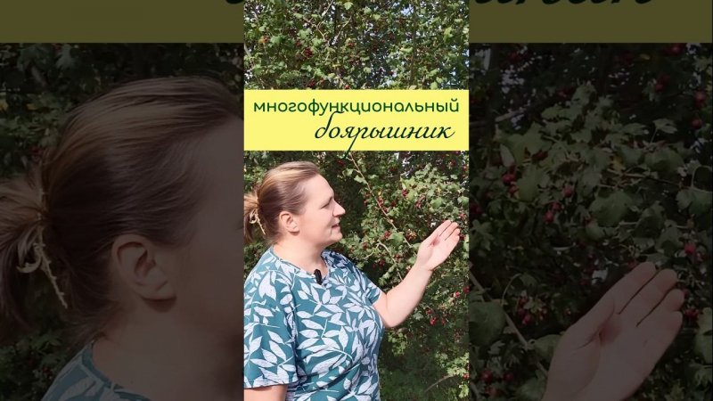 Многофункциональный БОЯРЫШНИК
