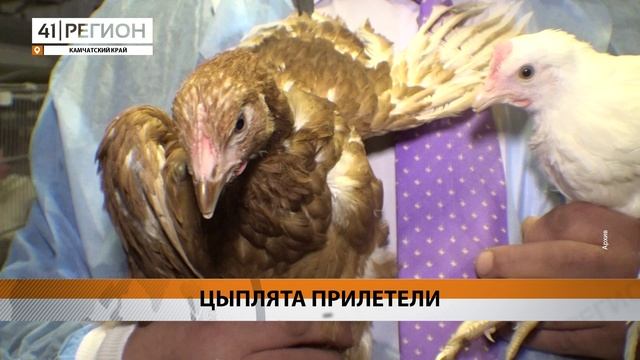 ЦЫПЛЯТА ДЛЯ ПТИЦЕФАБРИКИ «ПИОНЕРСКОЕ» ПРИЛЕТЕЛИ НА КАМЧАТКУ • НОВОСТИ КАМЧАТКИ