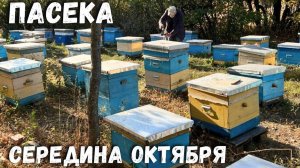 Пасека в Середине Октября! Что происходит на пасеке в это время года?