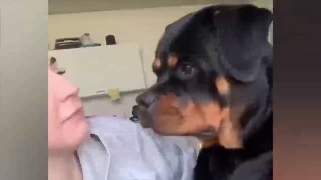 смешные видео