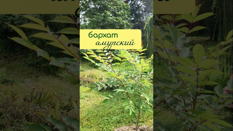 БАРХАТ амурский