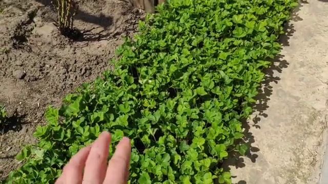 Отправка саженцев смотреть онлайн