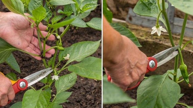 ЕЩЕ ОБ ФОРМИРОВКЕ ПЕРЦА🌶 В ОТКРЫТОМ ГРУНТЕ!