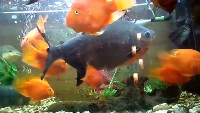 Пангасиус «Рыжик» смотреть онлайн