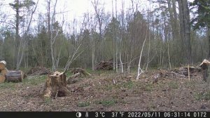 PR700 20MP 1080P Trail Camera